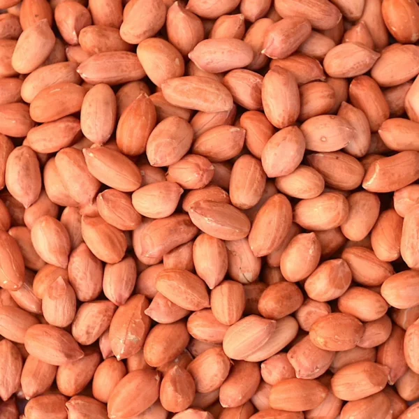Bold Groundnut